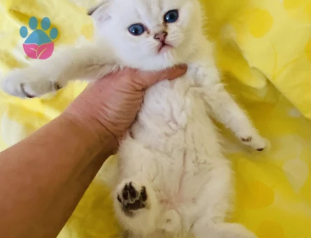 Scottish Fold Okyanus bakışlı bembeyaz bebiş