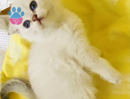 Scottish Fold Okyanus bakışlı bembeyaz bebiş