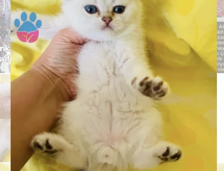 Scottish Fold Okyanus bakışlı bembeyaz bebiş