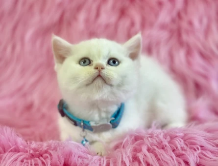 British shorthair 2 Aylık Erkek