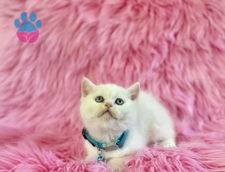 British shorthair 2 Aylık Erkek