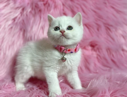 Beitish Shorthair Dişi 2 Aylık