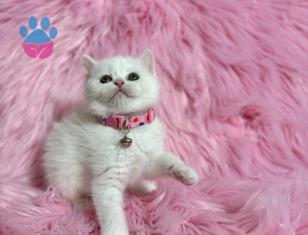 Beitish Shorthair Dişi 2 Aylık