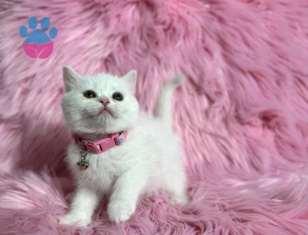 Beitish Shorthair Dişi 2 Aylık