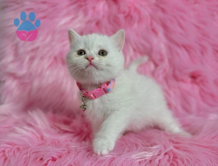 Beitish Shorthair Dişi 2 Aylık