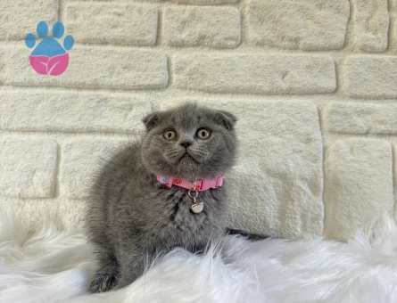 Scottish Fold 2 Aylık Dişi Duman Grisi