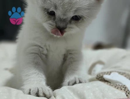 2 Aylık British Shorthair Yavrularımıza yuva arıyoruz