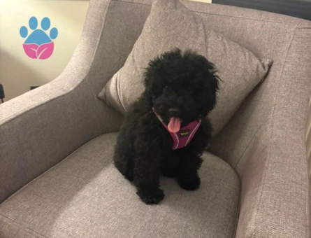 Siyah toy poodle 5 Aylık Yuva Arıyor