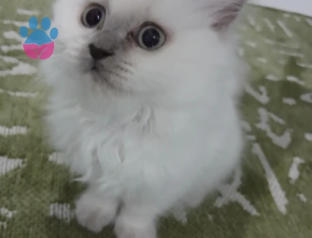 British Longhair 2 Aylık Dişi