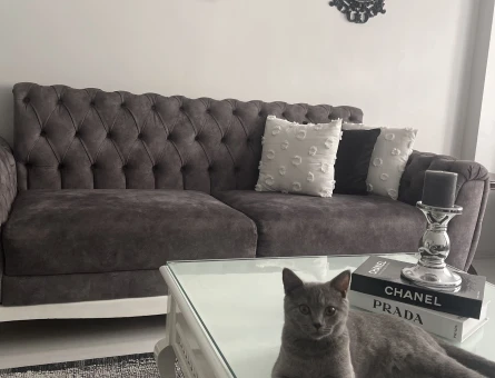 British Shorthair Muezza Uysal Kızım Yuva Arıyor