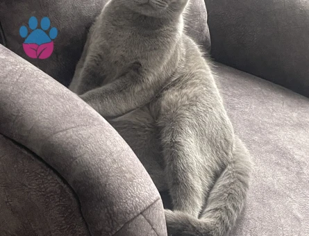 British Shorthair Muezza Uysal Kızım Yuva Arıyor