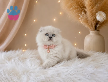 Scottish Fold Longhair Blue Point Dişi
