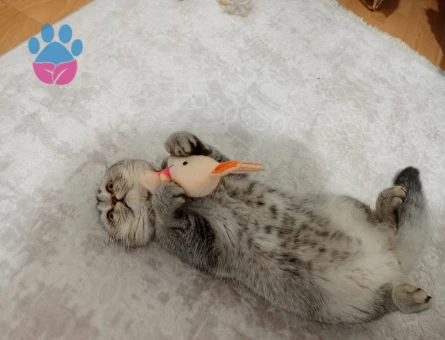 Scottish Fold Kuzey Oğluma Kalıcı Yuva Aranıyor