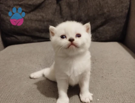 British shorthair yavrular