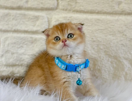 Scottish Fold Golden Erkek 2 Aylık