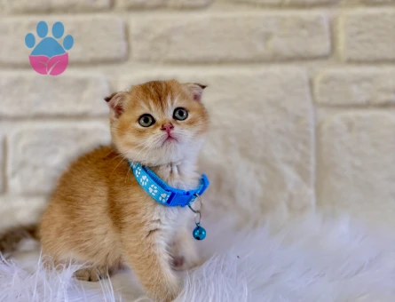 Scottish Fold Golden Erkek 2 Aylık