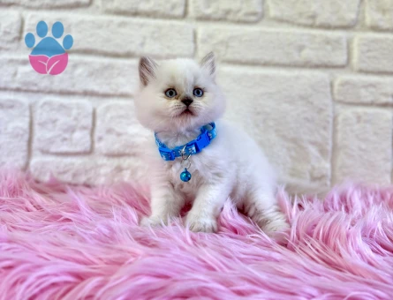 British Longhair Beyaz Erkek Mavi Gözlü