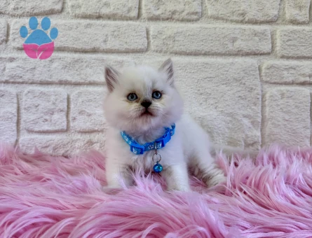 British Longhair Beyaz Erkek Mavi Gözlü