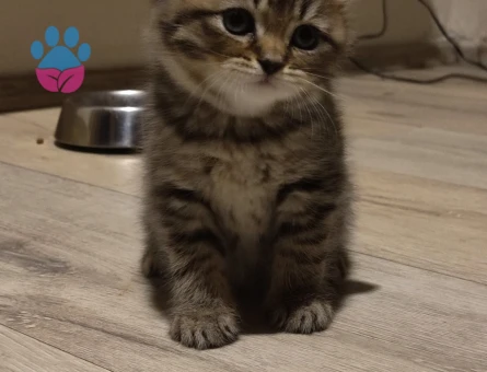 British Shorthair Sevimli Top Kafalar