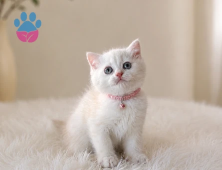 Silver British Shorthair Güzelliğimiz 2 Aylık