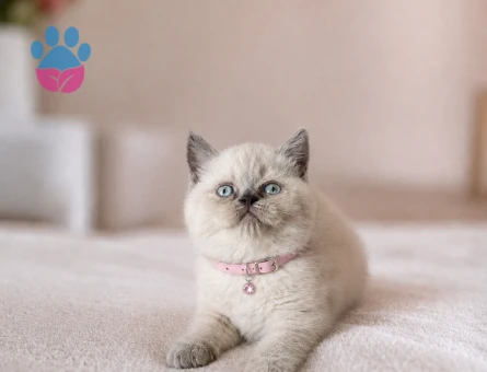Topaç Kafa British Shorthair Blue Point Dişi - 5229