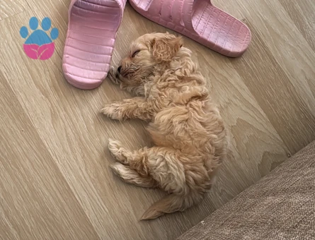 TOY POODLE 2.5 AYLIK