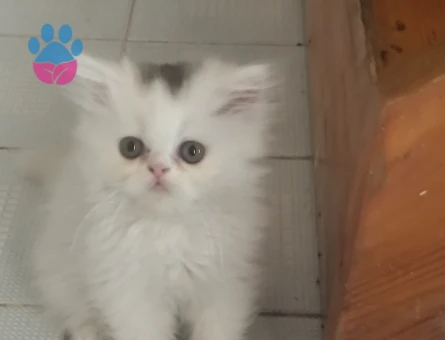 İran safkan pamuk yavrularim