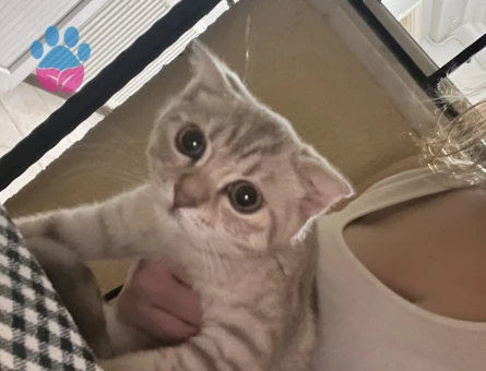 3 Aylık Scottish Fold Yuva Arıyor