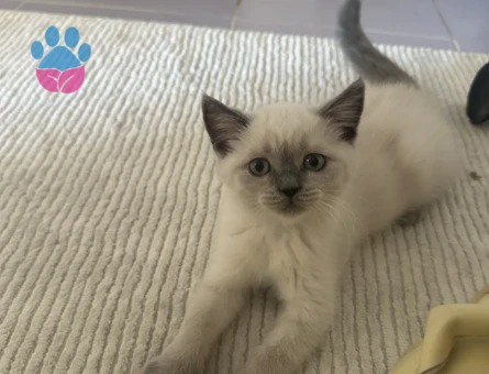 British Shorthair Oyuncu bebek kedimiz