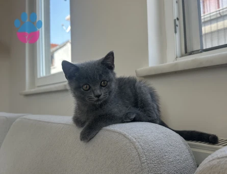 British Shorthair Oyuncu bebek kedimiz