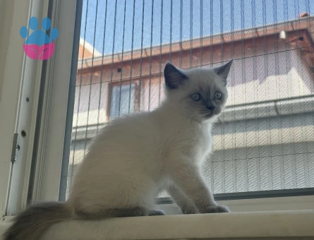 British Shorthair Oyuncu bebek kedimiz