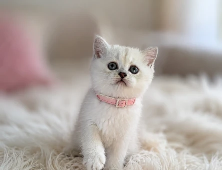 British Shorthair Point Güzellik 2 Aylık - 5237