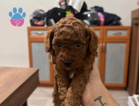 Toy poodle Yuva Arıyor