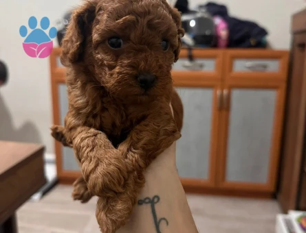 Toy poodle Yuva Arıyor