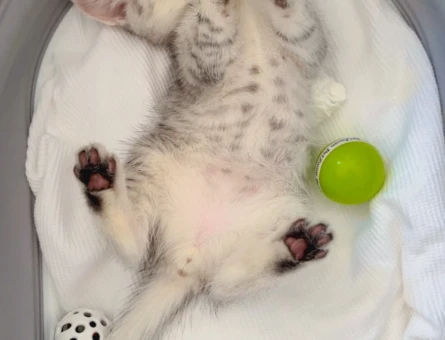 British shorthair 2 Aylık Kedim  Yuva Arıyor - 6876