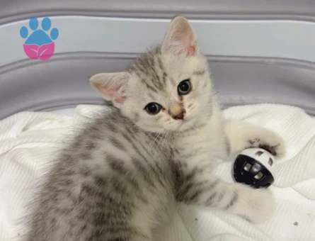 British shorthair 2 Aylık Kedim  Yuva Arıyor