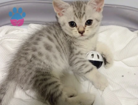 British shorthair 2 Aylık Kedim  Yuva Arıyor