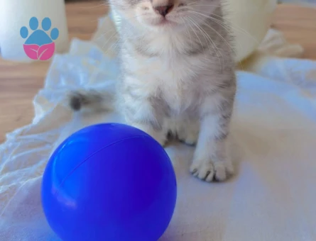 British shorthair 2 Aylık Kedim  Yuva Arıyor