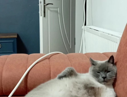 British Shorthair 3 Yaşında Yuva Arıyor - 6878