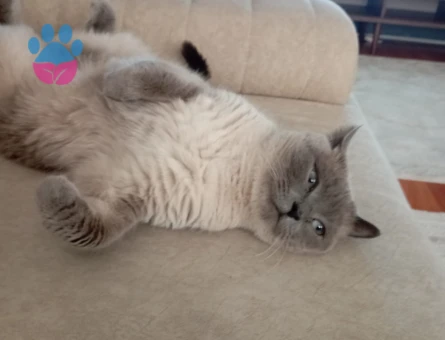 British Shorthair 3 Yaşında Yuva Arıyor