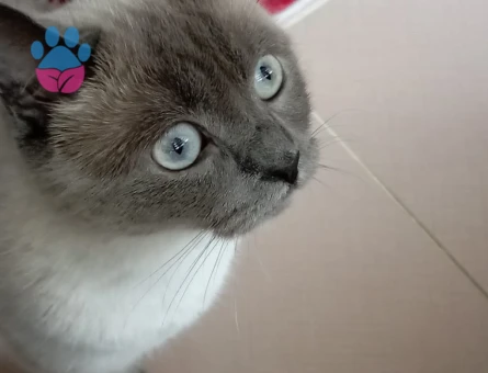 3 Yaşında British Shorthair Yuva Arıyor