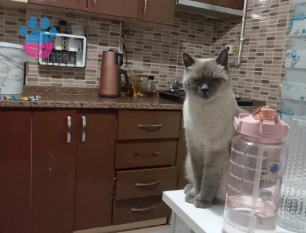 3 Yaşında British Shorthair Yuva Arıyor