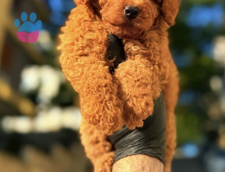 Kore Poodle dünya şampiyonu - 6880