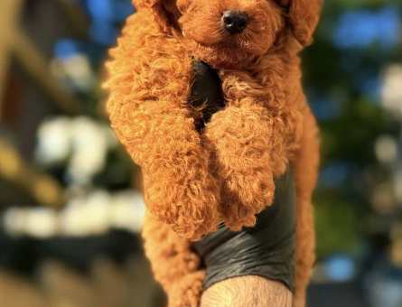 Kore Poodle dünya şampiyonu - 6880