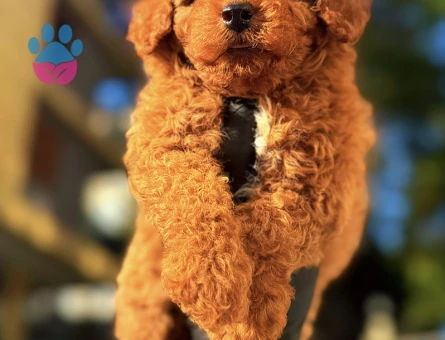 Kore Poodle dünya şampiyonu
