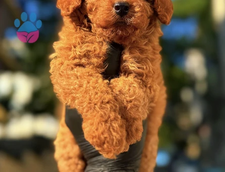 Kore Poodle dünya şampiyonu