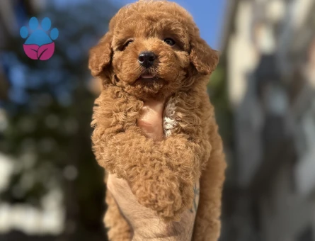 Pıtırcık yavrularımız Poodle Kore - 6881