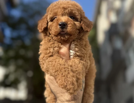 Pıtırcık yavrularımız Poodle Kore - 6881