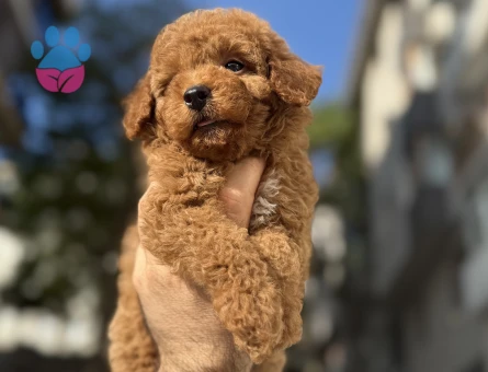 Pıtırcık yavrularımız Poodle Kore