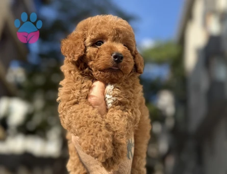 Pıtırcık yavrularımız Poodle Kore